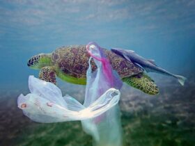 Los microplásticos en los océanos y su amenaza para la vida marina