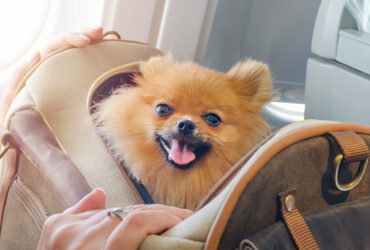 Consejos para viajar con mascotas: cómo hacerlo fácil y seguro viajar con mascotas
