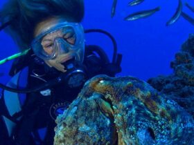 buceo la herradura granada