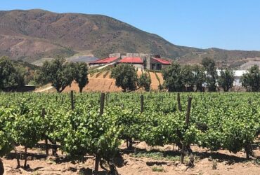 bodegas de vino