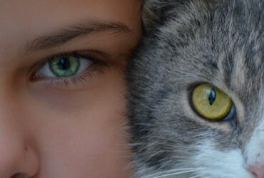 Descubre el Significado de Soñar con Gatos Bebés: Interpretaciones y Símbolos significado de sonar gatos bebes
