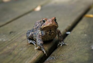 significado de sonar ranas