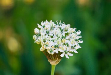 significado de sonar flores amarillas