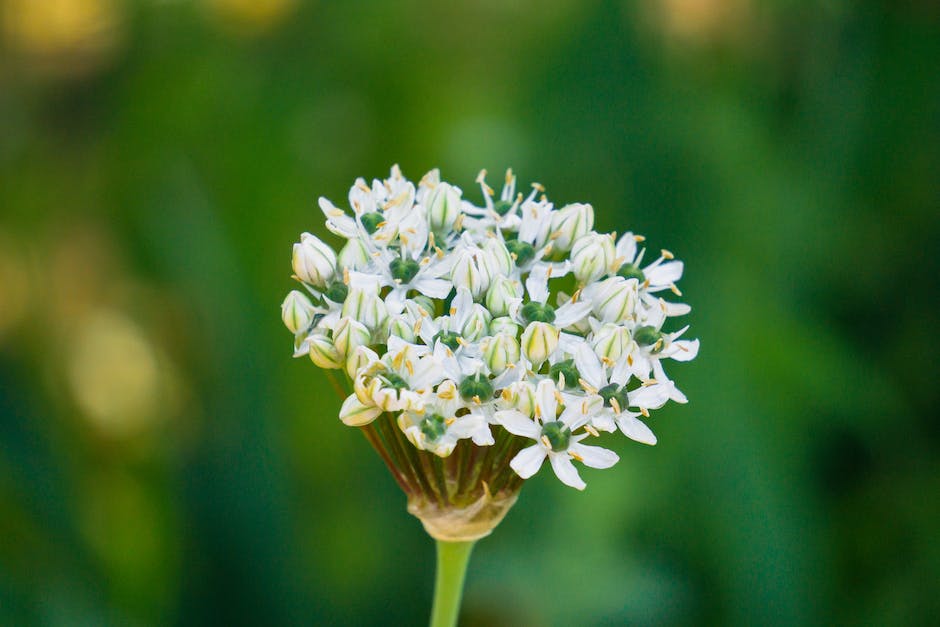 significado de sonar flores amarillas