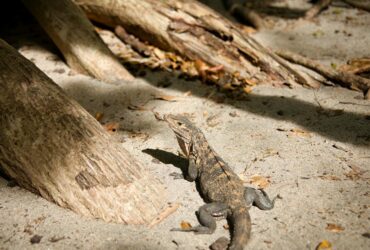 significado de sonar iguanas