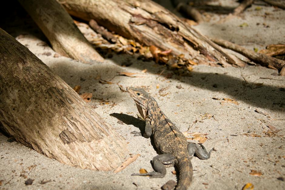 significado de sonar iguanas