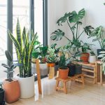 Plantas de interior en macetas decorando un salón luminoso
