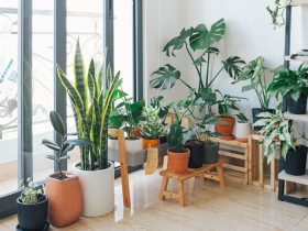 Plantas de interior fáciles de cuidar que transforman tu hogar Plantas de interior en macetas decorando un salón luminoso