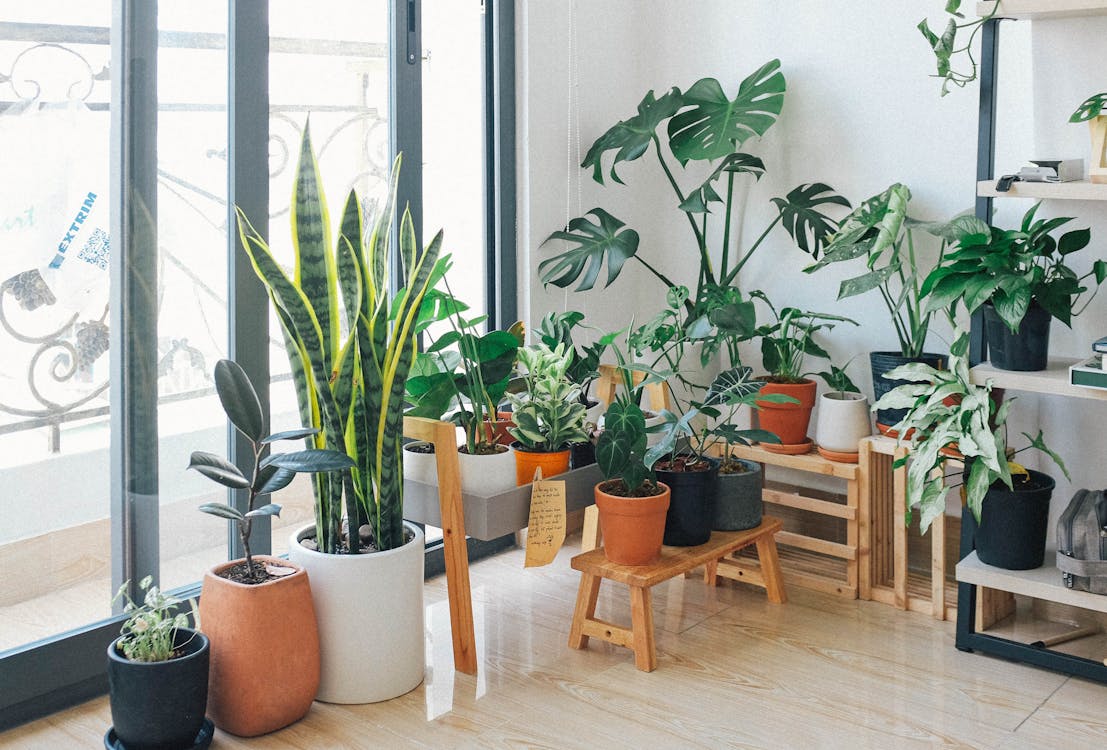 Plantas de interior en macetas decorando un salón luminoso