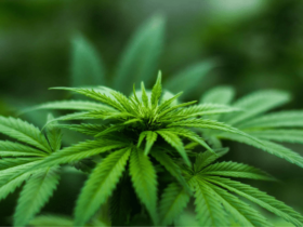 ¿Buscas la mejor asociación de cannabis en Barcelona? ¡La tenemos! unnamed 2026 08 20T121444.659